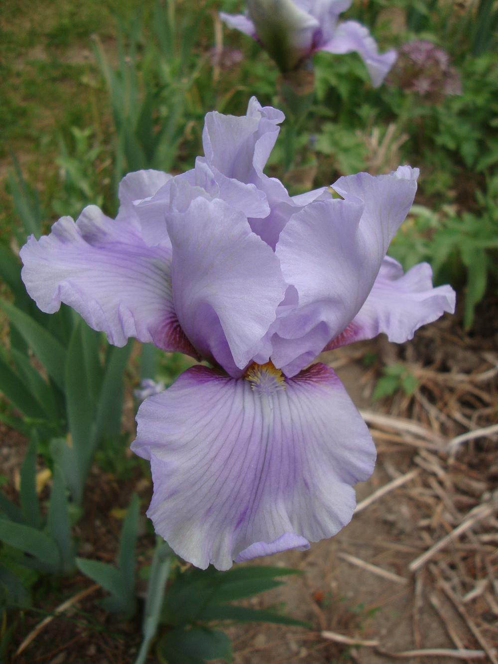 Photo of Border Bearded Iris (Iris 'Bimini') uploaded by Paul2032