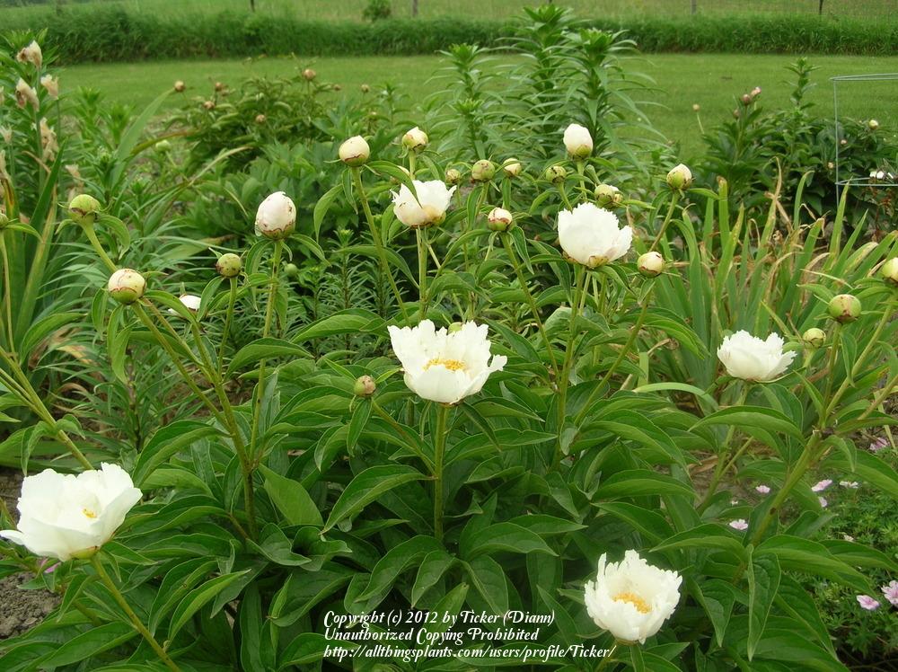 Photo of Peony (Paeonia lactiflora 'Petite Porcelain') uploaded by Ticker