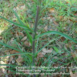 Location: zone 8 Lake City, Fl.
Date: 2012-03-17
leaves
