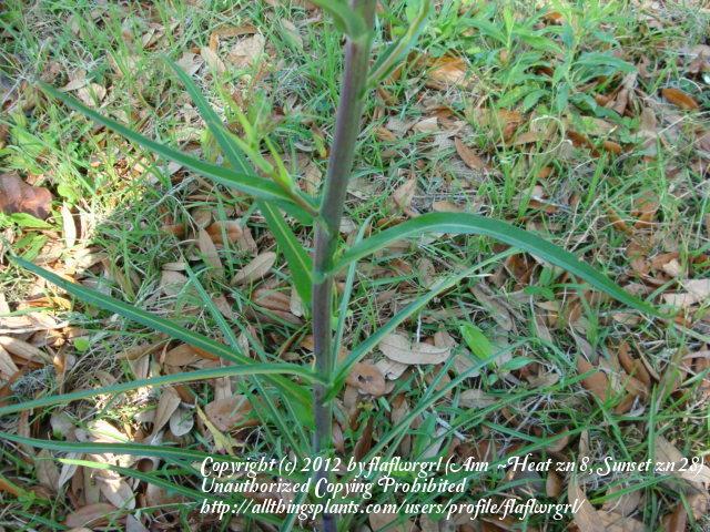 Photo of Grassleaf Lettuce (Lactuca graminifolia) uploaded by flaflwrgrl