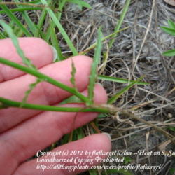 Location: zone 8 Lake City, Fl.
Date: 2012-05-17
leaves occur at the base of the plant