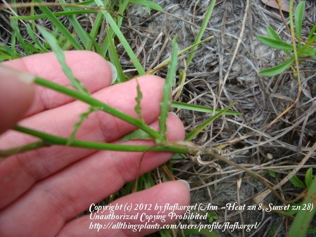 Photo of Southern Rockbell (Wahlenbergia marginata) uploaded by flaflwrgrl