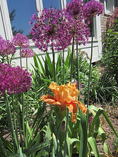 Photo of Intermediate Bearded Iris (Iris 'I'm on Fire') uploaded by ge1836