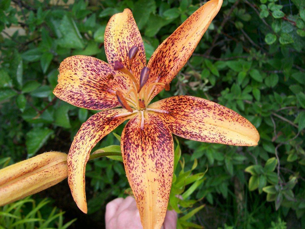 Photo of Lily (Lilium 'Kentucky') uploaded by gwhizz