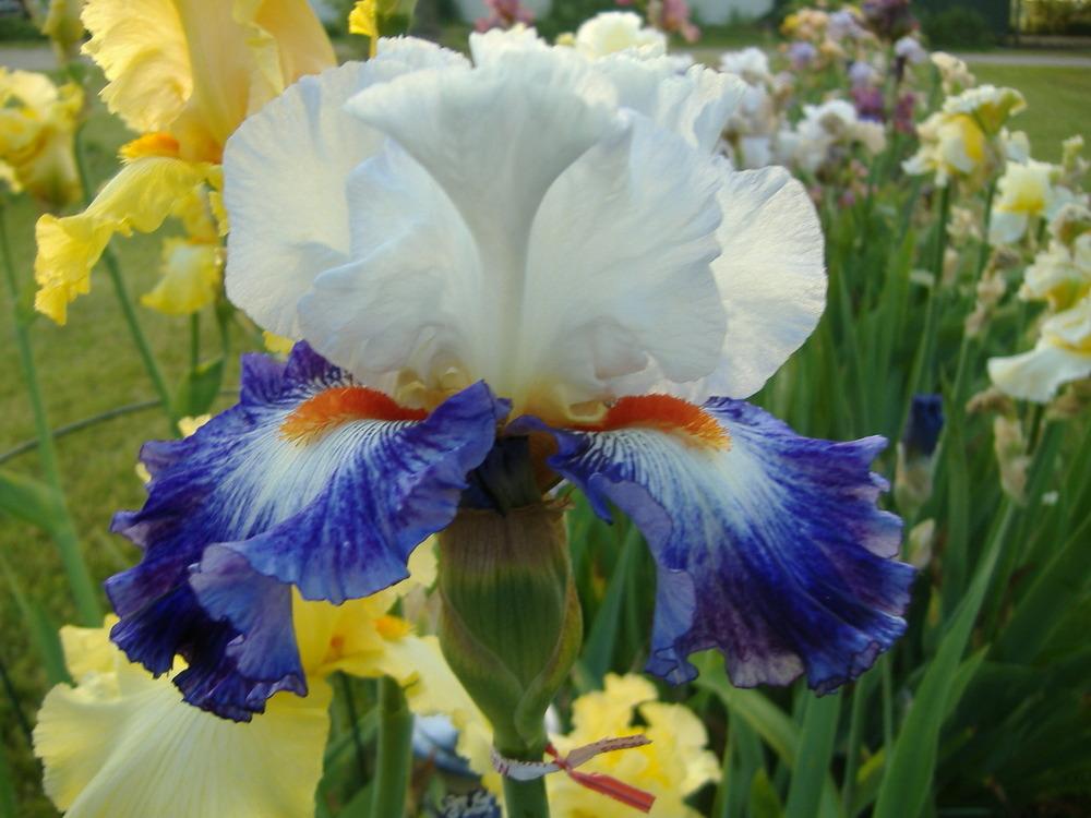 Photo of Tall Bearded Iris (Iris 'Gypsy Lord') uploaded by tveguy3