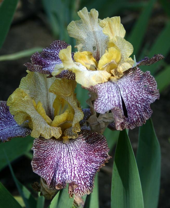 Photo of Tall Bearded Iris (Iris 'Temporal Anomaly') uploaded by Calif_Sue
