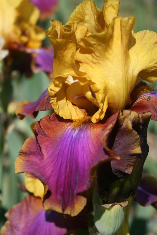 Photo of Tall Bearded Iris (Iris 'Syncopation') uploaded by Calif_Sue