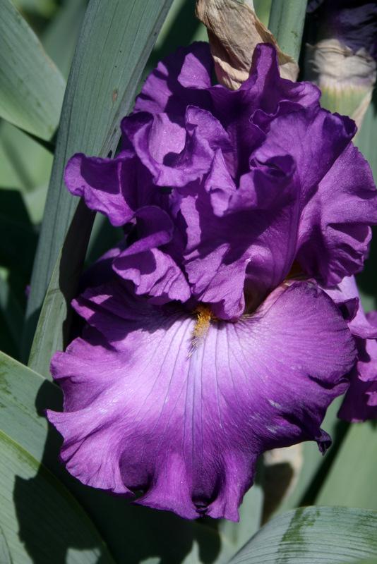 Photo of Tall Bearded Iris (Iris 'Tayberry') uploaded by Calif_Sue
