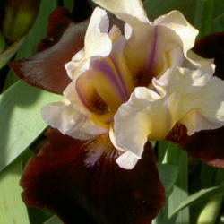 Location: Western Kentucky
Date: April 2012
Love this unusual Iris!!