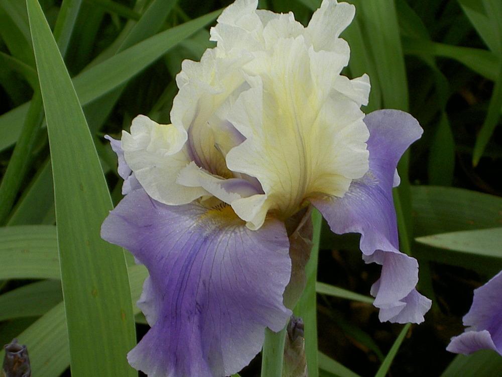 Photo of Tall Bearded Iris (Iris 'Edith Wolford') uploaded by Muddymitts