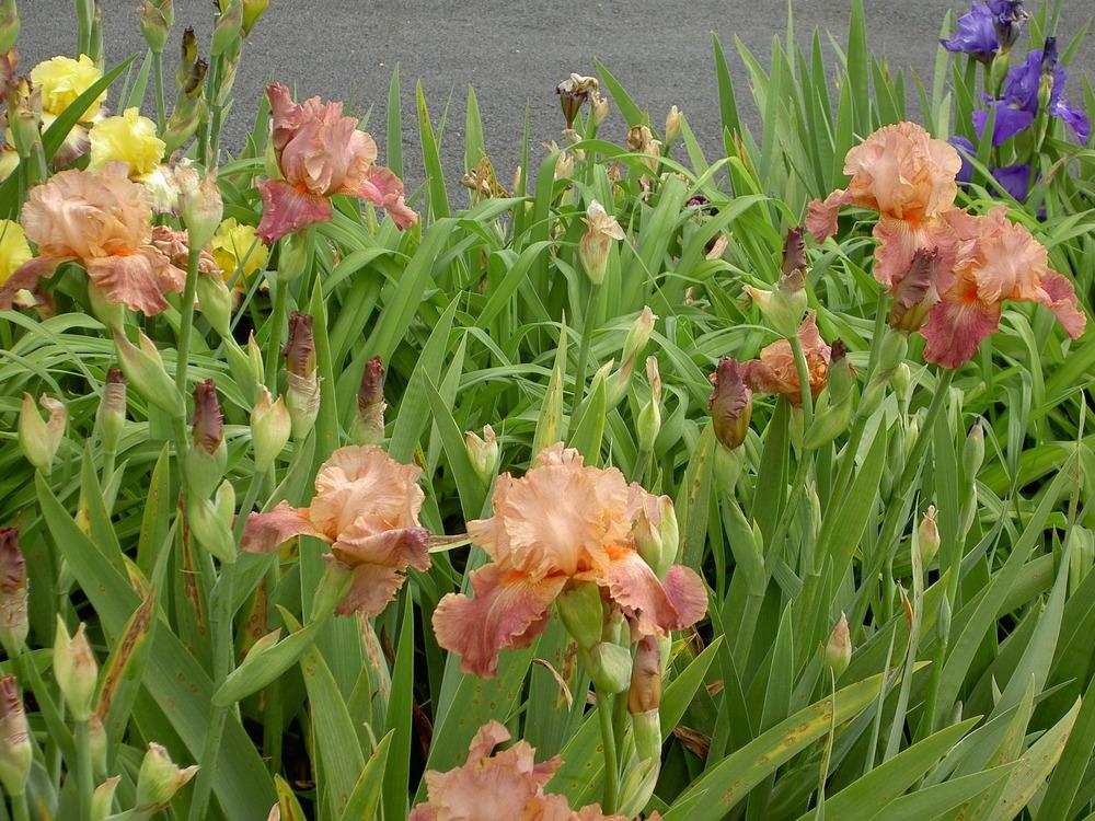 Photo of Tall Bearded Iris (Iris 'Role Model') uploaded by Muddymitts