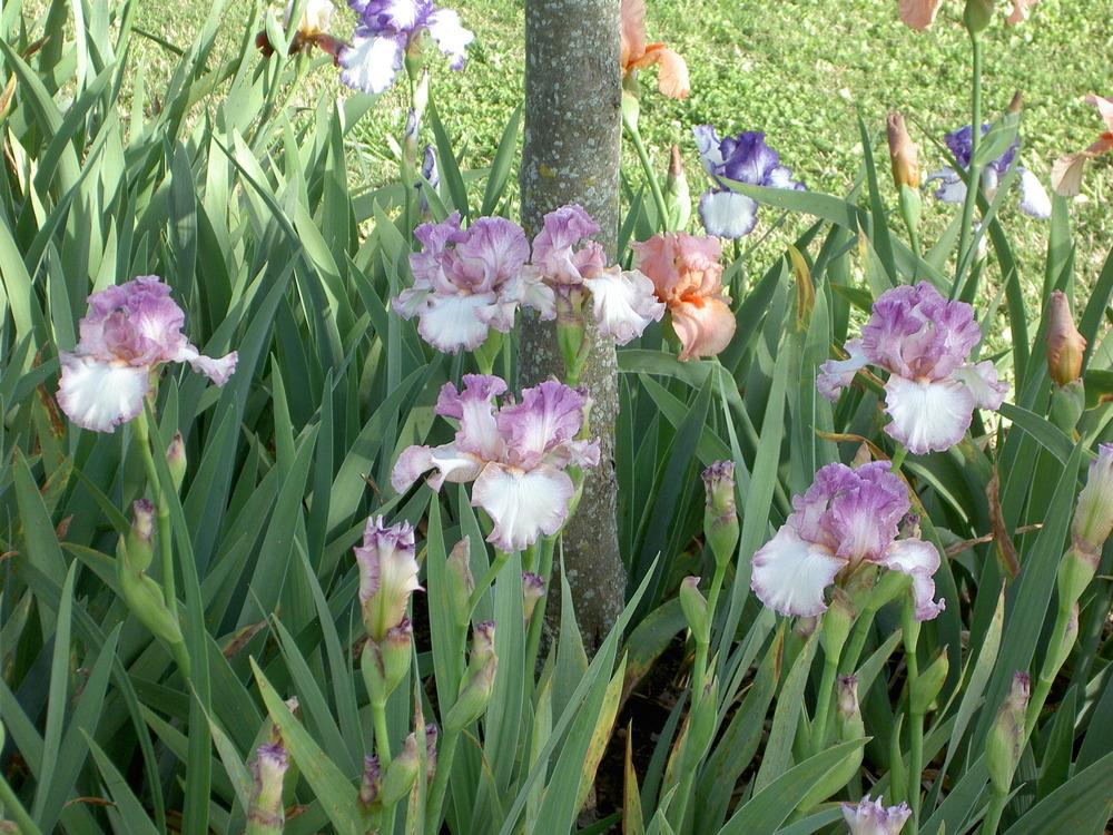 Photo of Tall Bearded Iris (Iris 'Striking') uploaded by Muddymitts