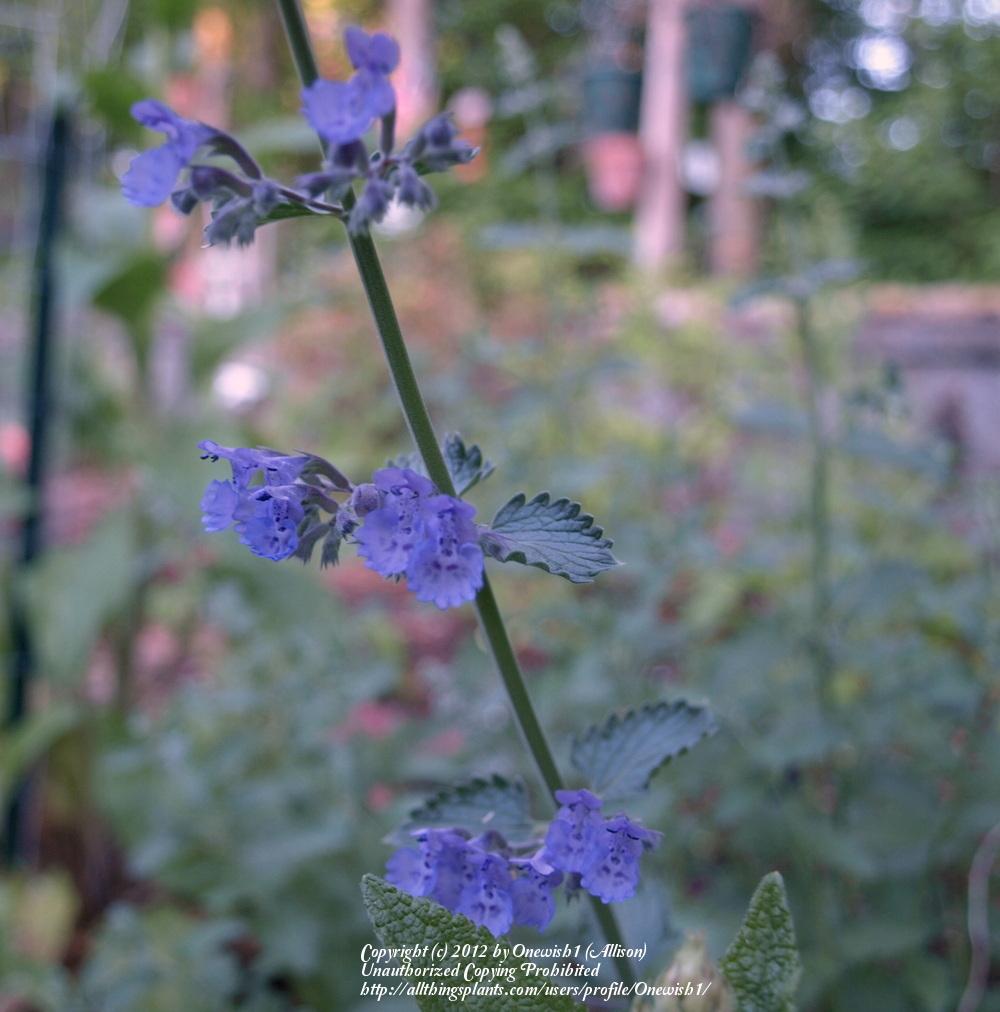 Photo of Catmint (Nepeta x faassenii 'Walker's Low') uploaded by Onewish1