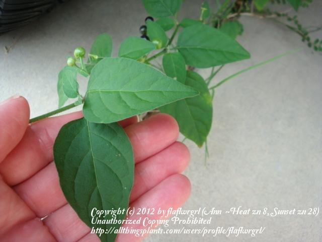 Photo of Black Nightshade (Solanum ptychanthum) uploaded by flaflwrgrl