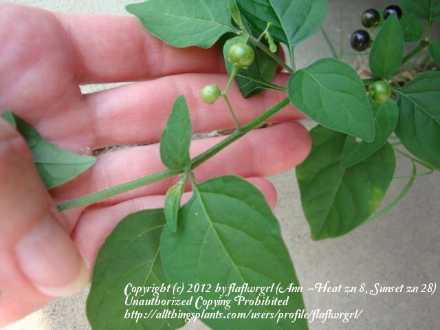 Photo of Black Nightshade (Solanum ptychanthum) uploaded by flaflwrgrl