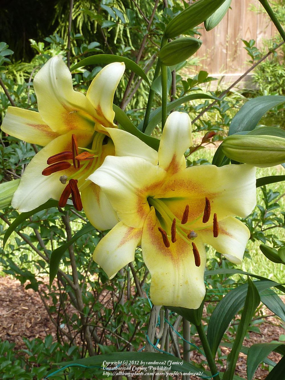 Photo of Lilies (Lilium) uploaded by sandnsea2