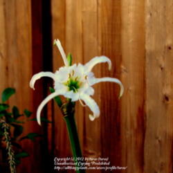 Location: At our garden - Central Valley area, CA
Date: 2012-05-20
Hymenocallis Ismene Festalis in bloom