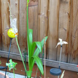 Location: At our garden - Central valley area, CA
Date: 2012-05-18
Hymenocallis Ismene Festalis with bloom stalk