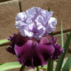 Location: My garden in Bakersfield, CA
Date: 2012-05-10 