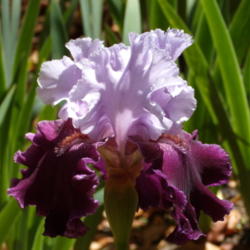 Location: My garden in Bakersfield, CA
Date: 2012-05-10 