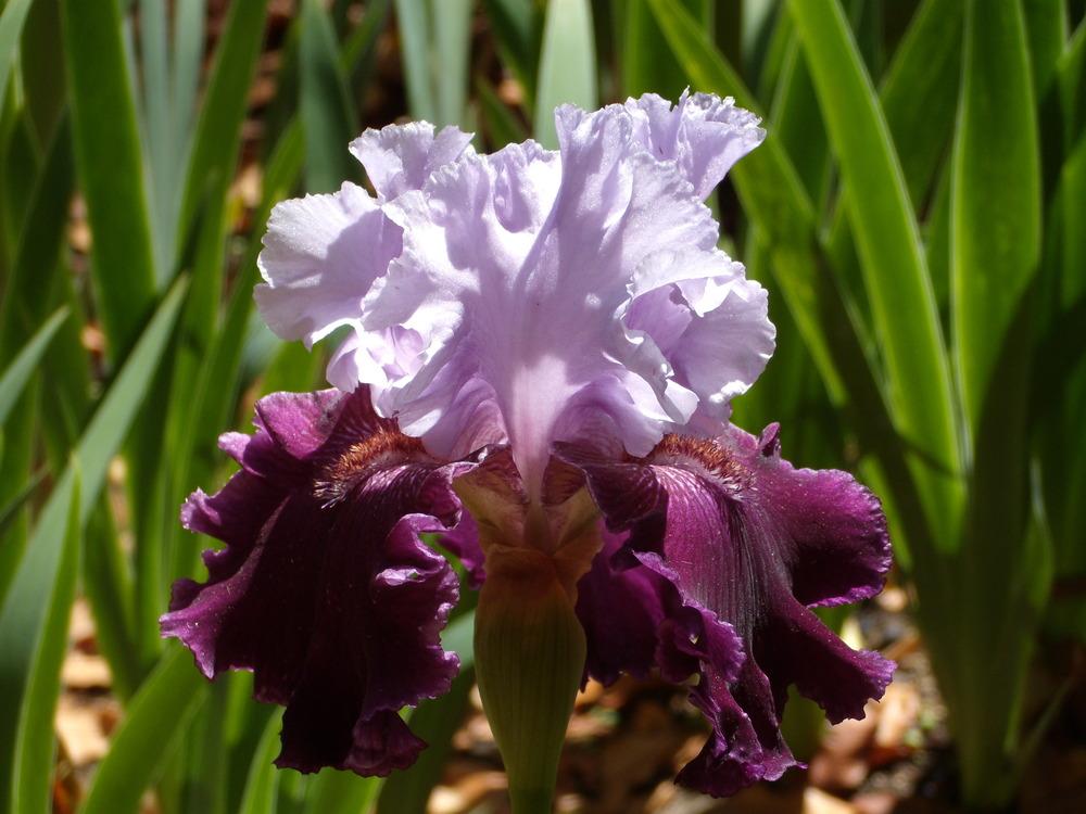 Photo of Tall Bearded Iris (Iris 'Pageant's Gown') uploaded by Betja