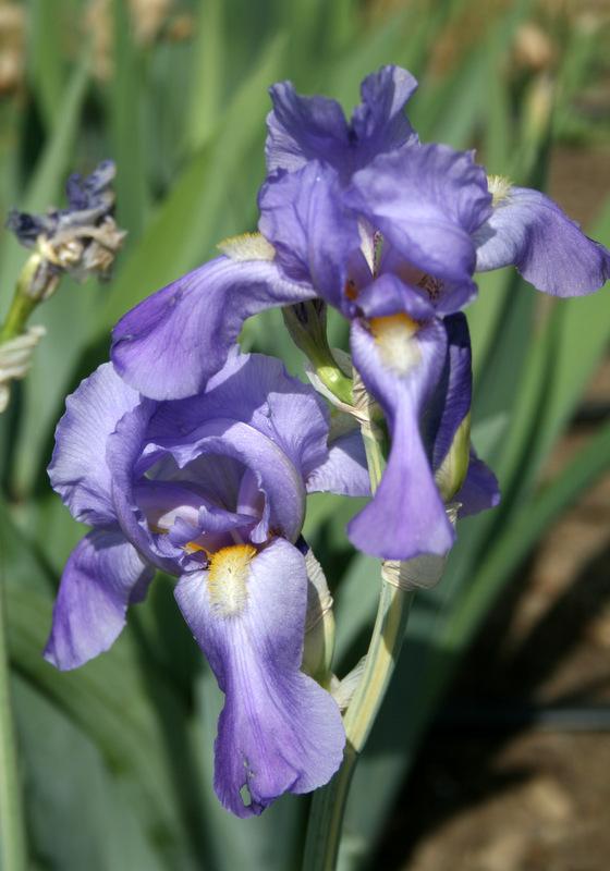 Photo of Species Iris (Iris pallida 'Zebra') uploaded by Calif_Sue