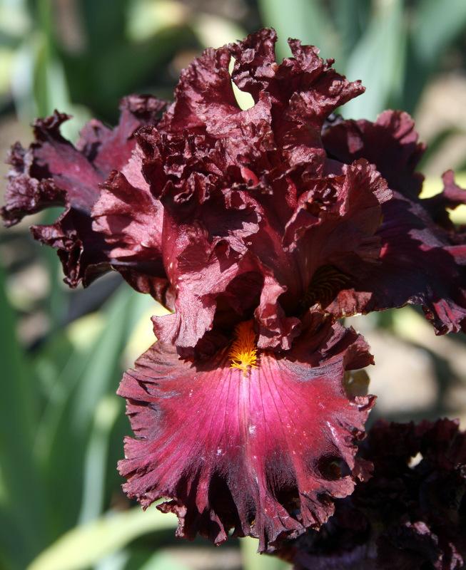 Photo of Tall Bearded Iris (Iris 'Trial by Fire') uploaded by Calif_Sue