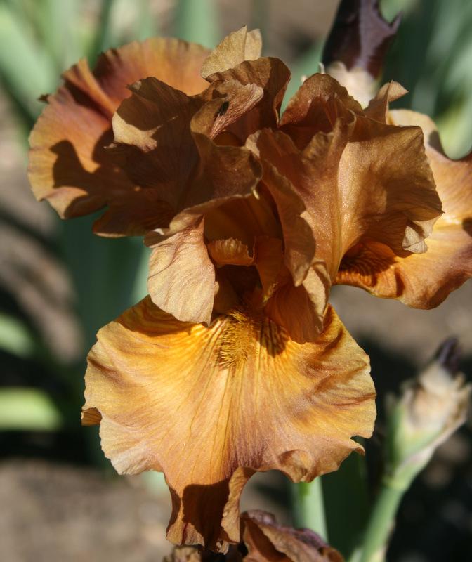 Photo of Tall Bearded Iris (Iris 'Terra Rosa') uploaded by Calif_Sue