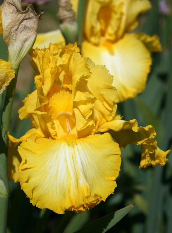 Photo of Tall Bearded Iris (Iris 'That's All Folks') uploaded by Calif_Sue