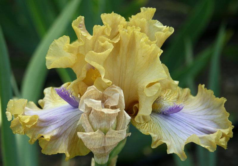 Photo of Tall Bearded Iris (Iris 'Westpointer') uploaded by Calif_Sue