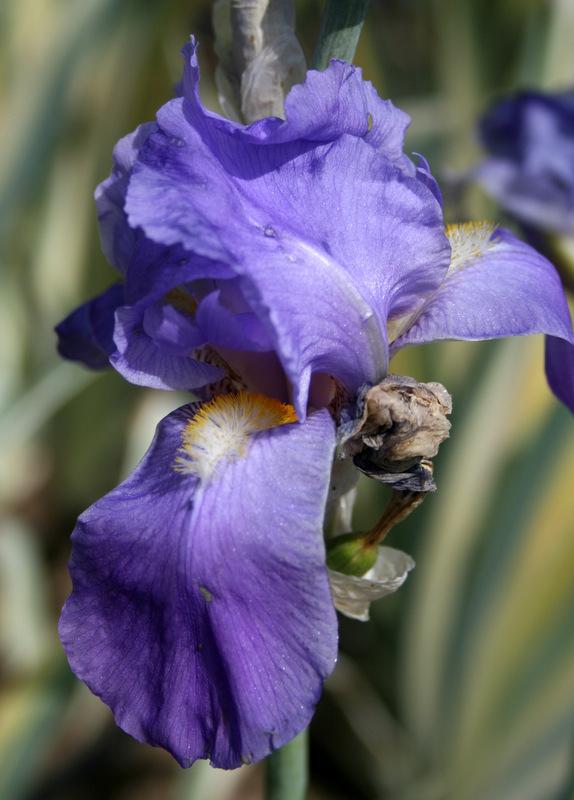 Photo of Species Iris (Iris pallida 'Zebra') uploaded by Calif_Sue