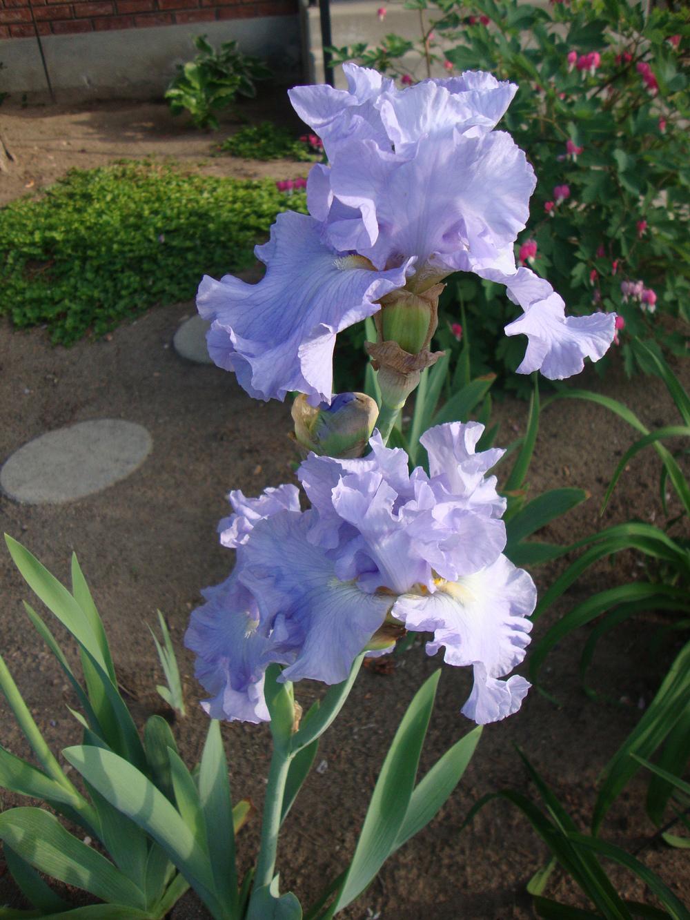 Photo of Tall Bearded Iris (Iris 'Above the Clouds') uploaded by Paul2032