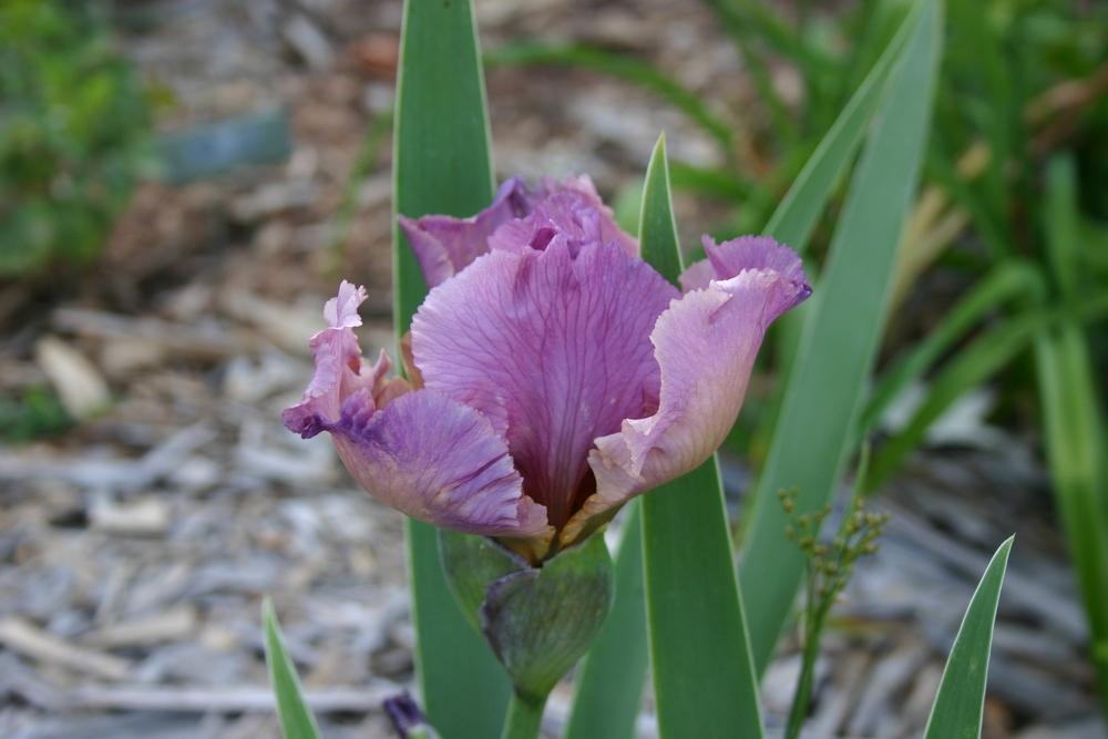 Photo of Tall Bearded Iris (Iris 'Dark Heart') uploaded by Trish