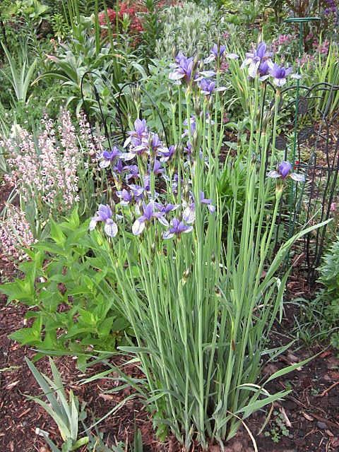 Photo of Siberian Iris (Iris 'Pennywhistle') uploaded by ge1836