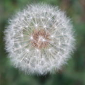 seedhead of a common dandelion
