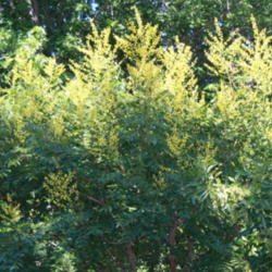 Location: Yukon, Oklahoma
Date: 2012-05-21
top of tree with bright yellow blooms