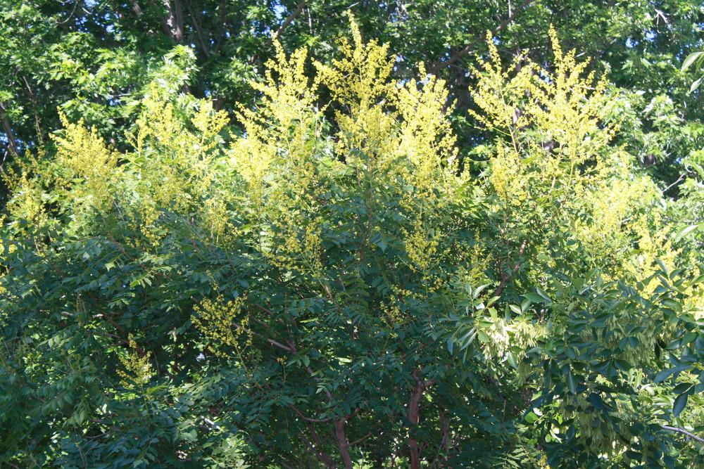 Photo of Golden Rain Tree (Koelreuteria paniculata) uploaded by keyi