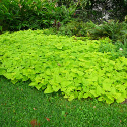 Location: Private Garden - Lake Jackson, TX
Date: 2012-05-21
Sub-Tropical; no die-back; began w/ 1 plant; now 21'L x 10'W and 