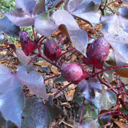 Location: My Garden - Lake Jackson, TX
Date: 2011-06-14
Cotton Boll Buds are also Purple