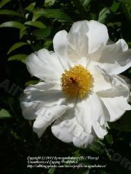 Thumb of 2012-05-22/magnolialover/7bb8e8