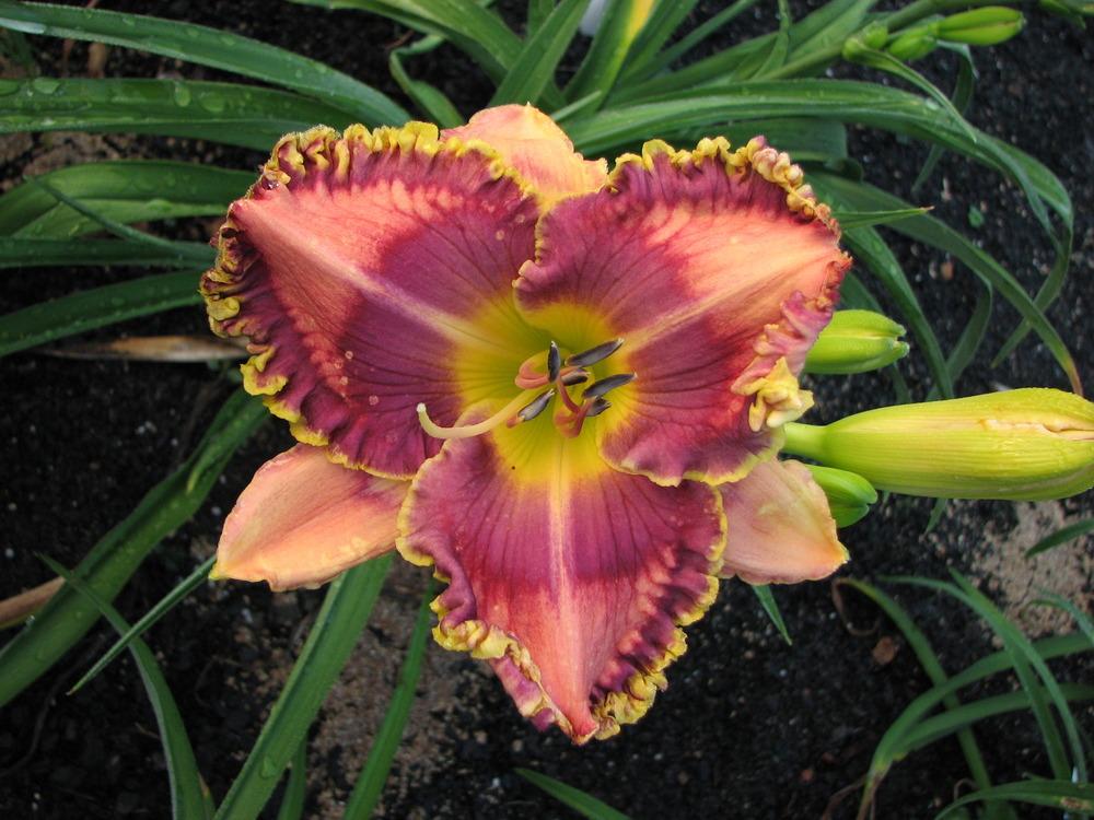 Photo of Daylily (Hemerocallis 'Vision's Voice') uploaded by tink3472