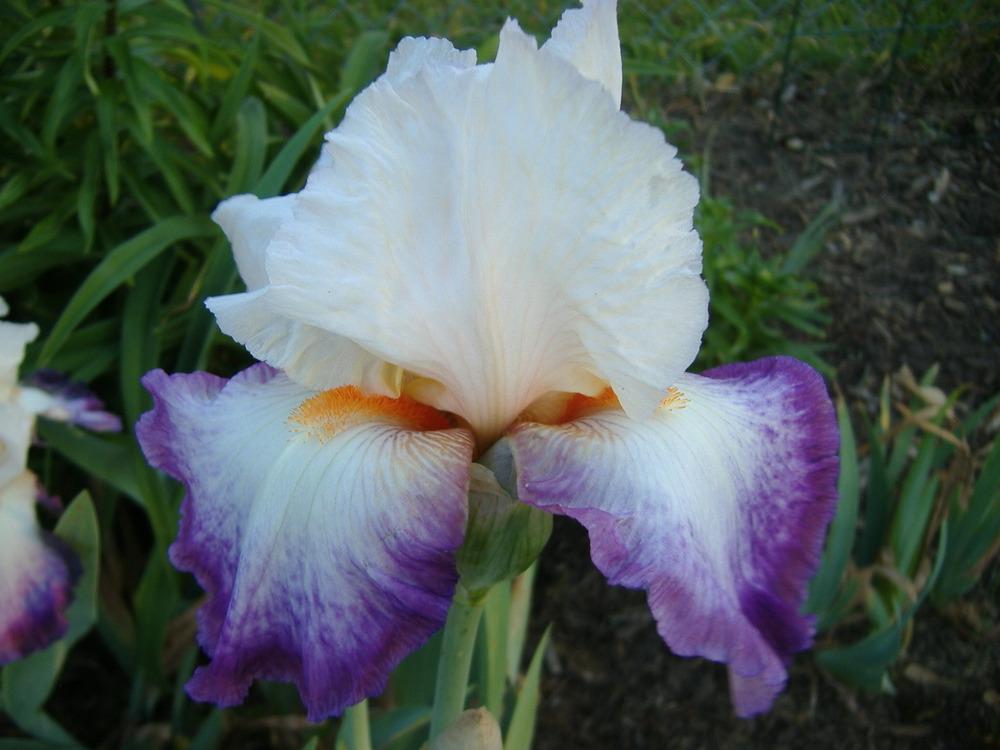 Photo of Tall Bearded Iris (Iris 'Bold Fashion') uploaded by tveguy3