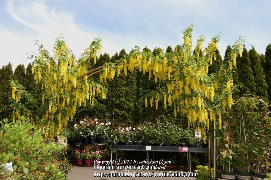 Photo of Goldenchain Tree (Laburnum x watereri) uploaded by valleylynn