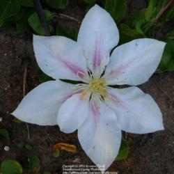 Location: In my Northern California garden
Date: 2012-05-21