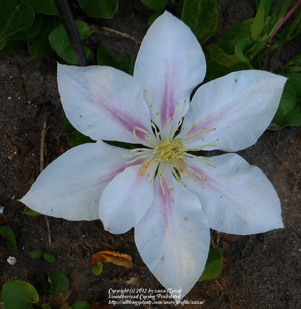 Photo of Clematis 'Andromeda' uploaded by zuzu