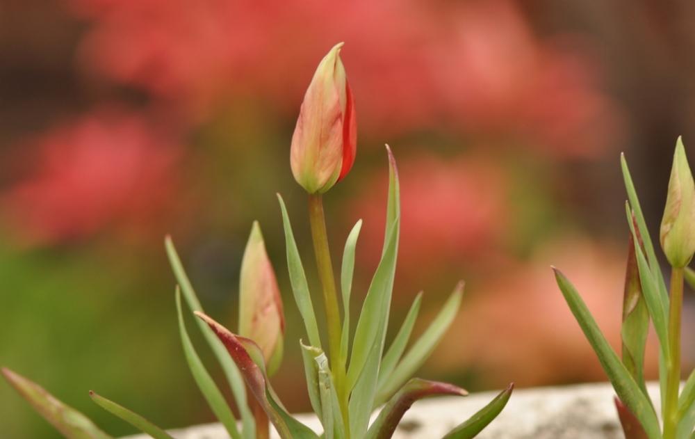 Photo of Tulip (Tulipa linifolia) uploaded by JRsbugs