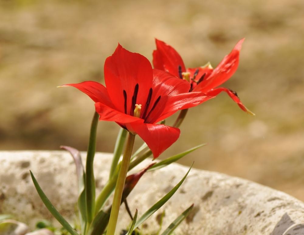 Photo of Tulip (Tulipa linifolia) uploaded by JRsbugs