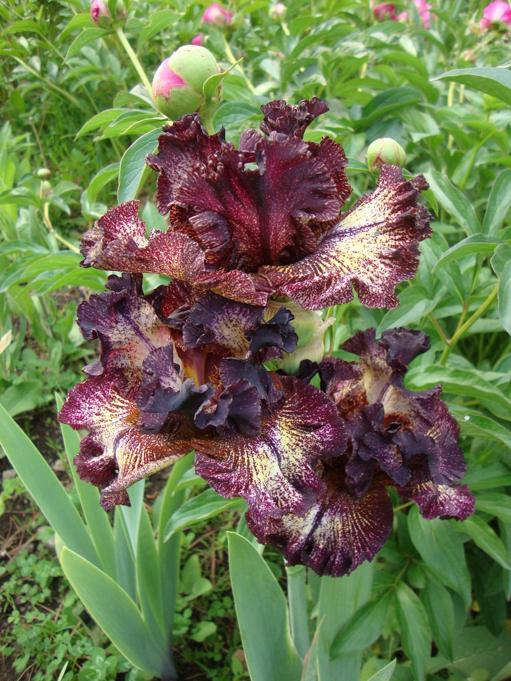 Photo of Tall Bearded Iris (Iris 'Sorbonne') uploaded by Paul2032