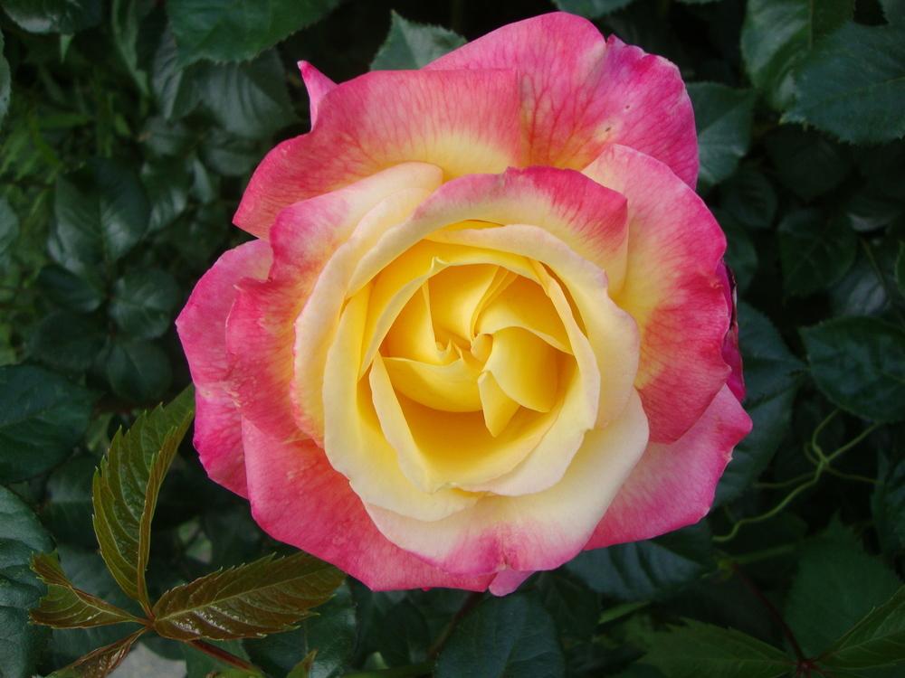 Photo of Rose (Rosa 'Love & Peace') uploaded by Paul2032