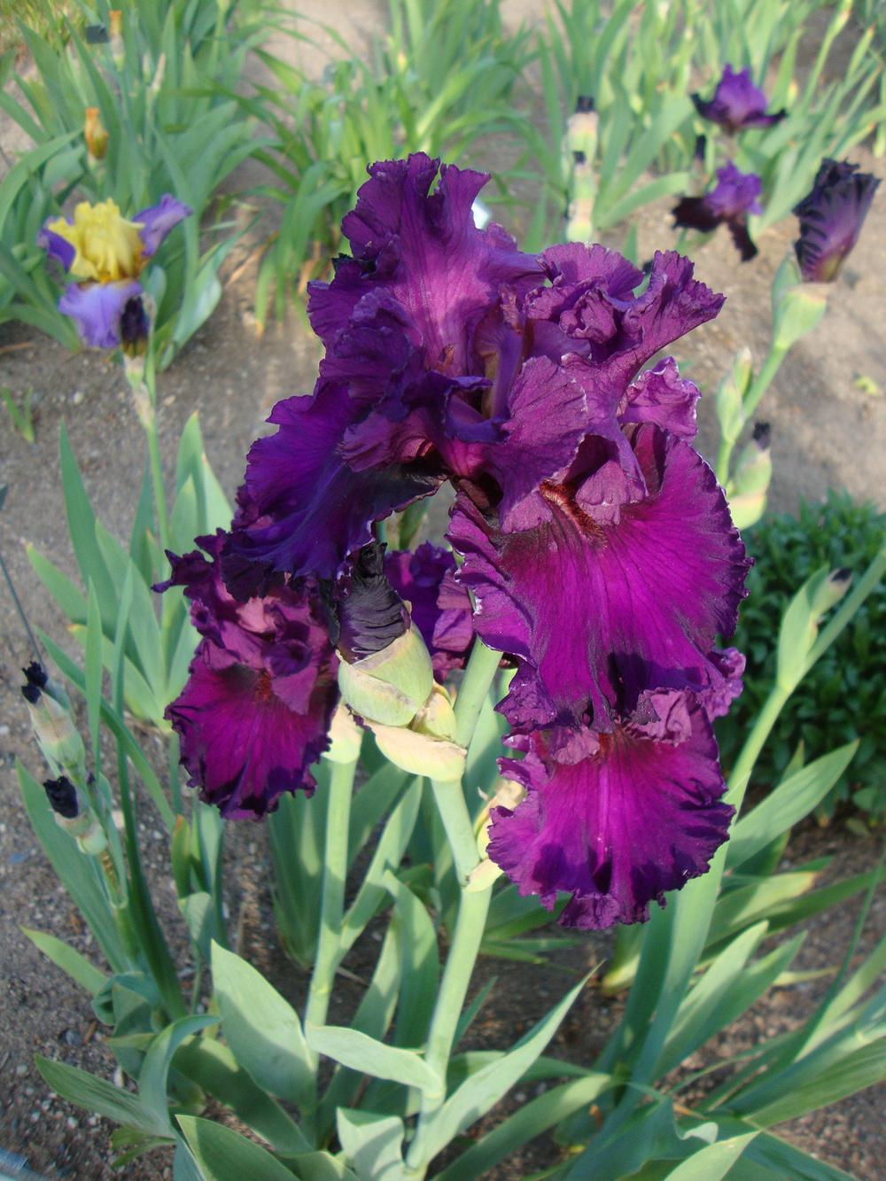 Photo of Tall Bearded Iris (Iris 'Who's a Toff') uploaded by Paul2032